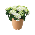 green basics campana 50cm mild terra